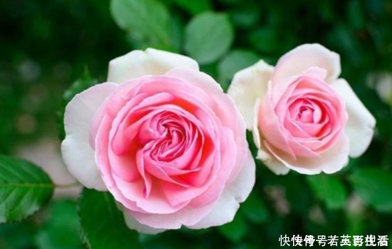 枝条|家家都有的“生根水”,不花1分钱,扦插花卉7天生白根,特好用!