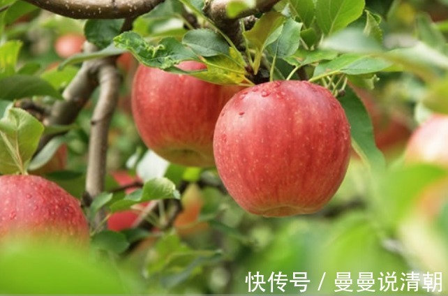 冰箱|把苹果放进冰箱冻一冻,竟有如此大的功效,男女不可错过!