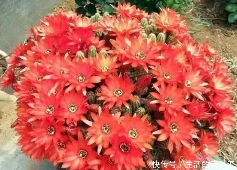 花苞|长得像毛毛虫的白檀,冬季必须要“睡觉”,做不好一个花苞也不长