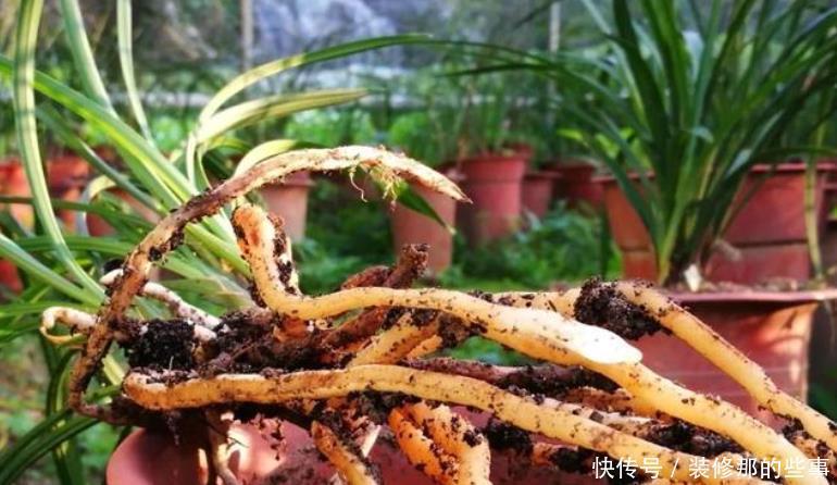 买到兰花难服盆?先学会上盆,再学会缓苗,服盆快发芽多!