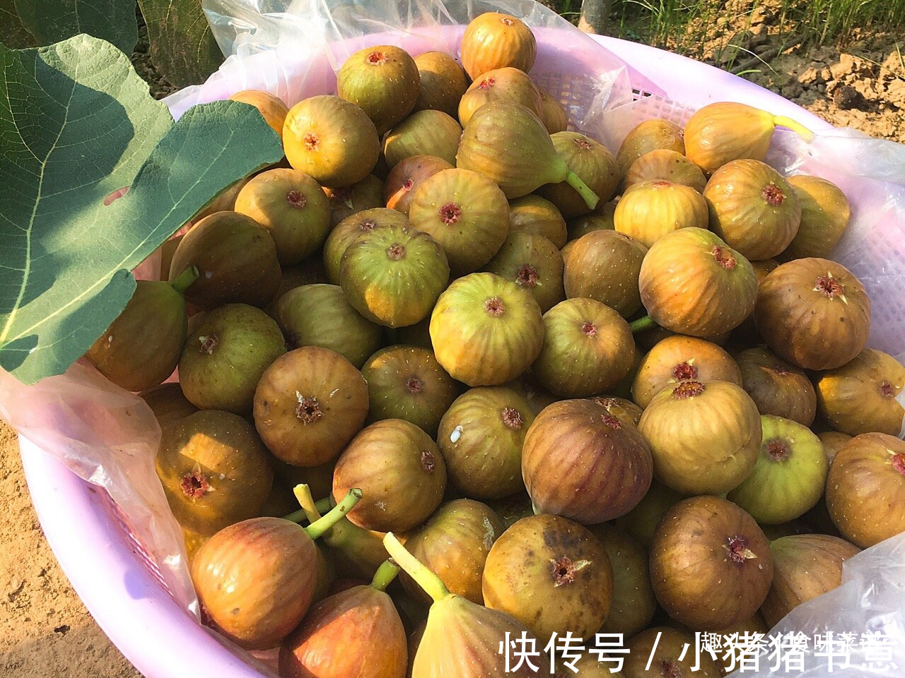 趁着阳光充足，此9种蔬菜可以多晒一些，留着冬天吃，炖肉特别香