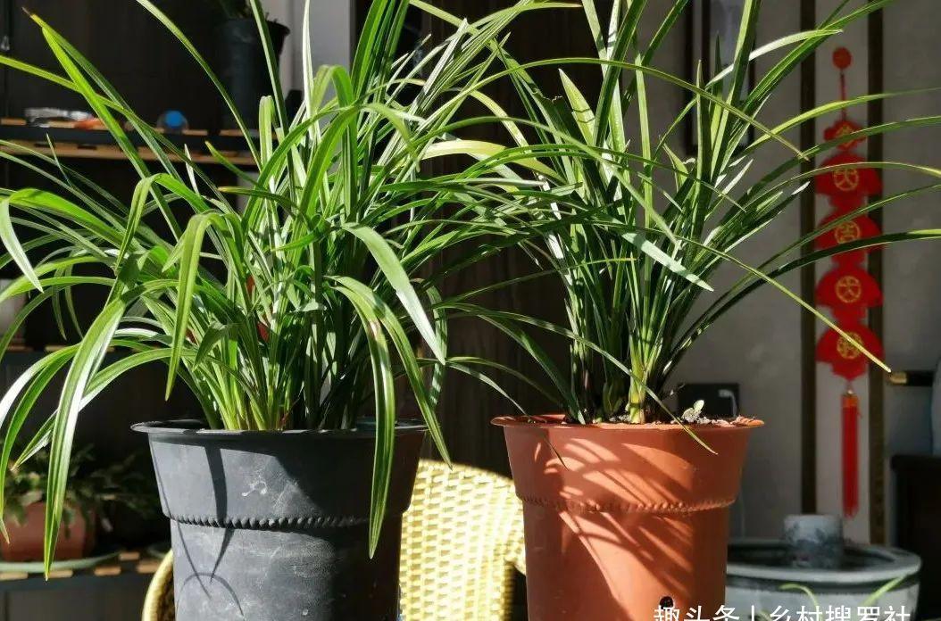 兰叶|这样养兰花,不用施肥不必喷药,兰苗肥壮花苞多