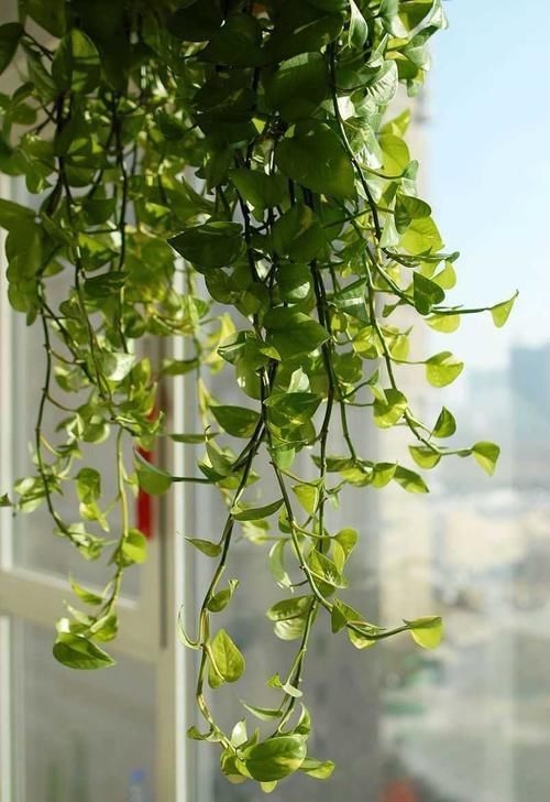 夏天浇花要注意,3种水扔了也别浇花,不然黄叶烂根,难过夏