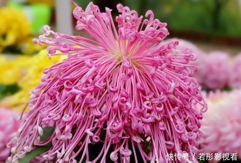 红霞|5种花是花中劳模,一年四季开花不断,繁花似锦,开花娇艳