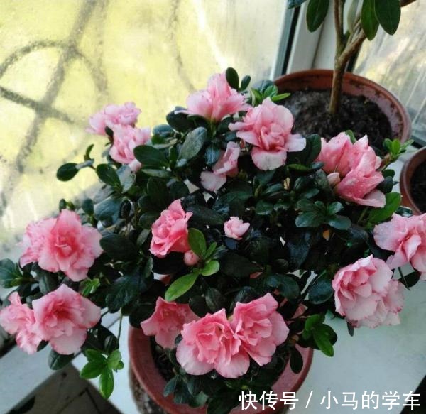 谁说室内养不好花这12种一养就开花,还特漂亮,喜欢养花别错过!