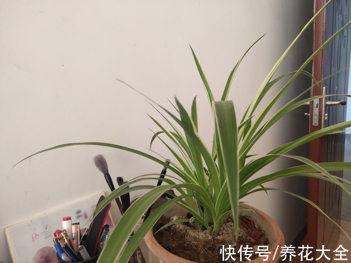 冬天容易黄叶的植物，不注意整盆都变黄，究竟哪里犯了错