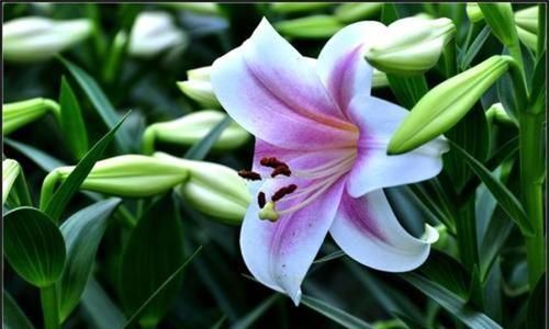 延缓衰老|中年人推荐多吃三种食物，美容养生、延缓衰老，好吃并不贵！