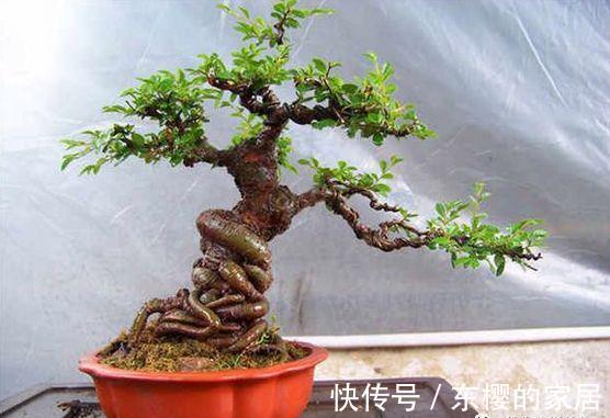 邻居捡到野货树桩，种盆里价值不菲，羡慕啊!