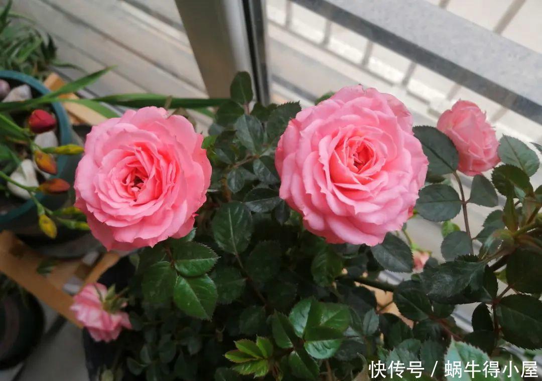 牡丹|这现在不能换盆的花,土一松就没命,白养大半年