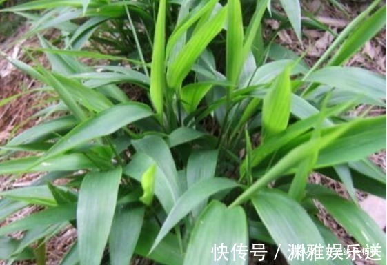 野草|生在湿地的它,目前价值珍贵,能“止咳、治牙疼”,看见请保护!