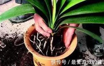 君子兰长期没变,定是出了4个问题,不然就瞧瞧吧