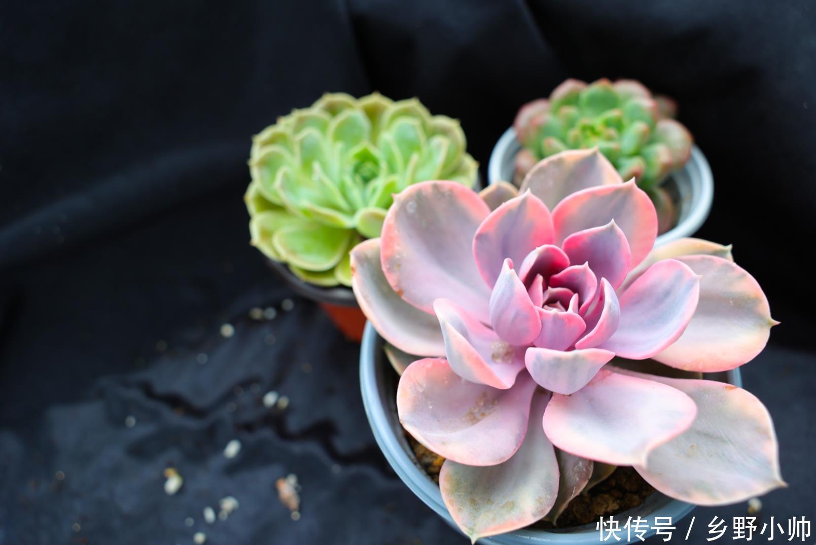 一部分|肉友分享: 三分之一时间在陪肉肉,多肉已经成为不可缺少的一部分