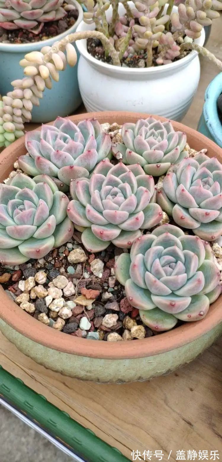 多肉是戒不掉的瘾!多肉小白入坑一年小记!