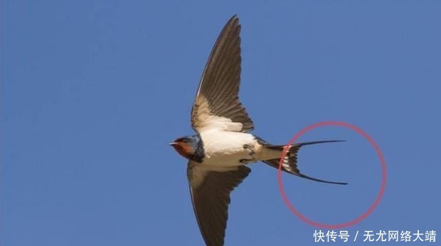 叫法|“马踏飞燕”是错误的叫法?史学家发现新秘密,马脚下踩的是神兽