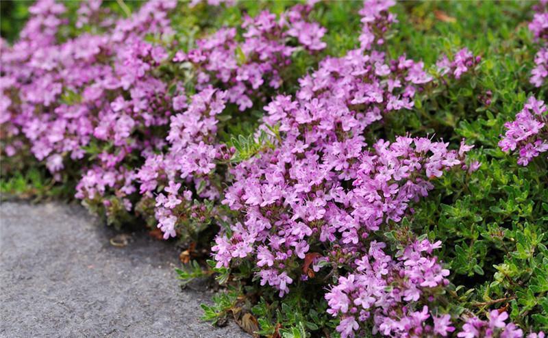 绿植|喜欢叶子有香味的花?5种芳香的绿植,比绿萝更好养更耐看