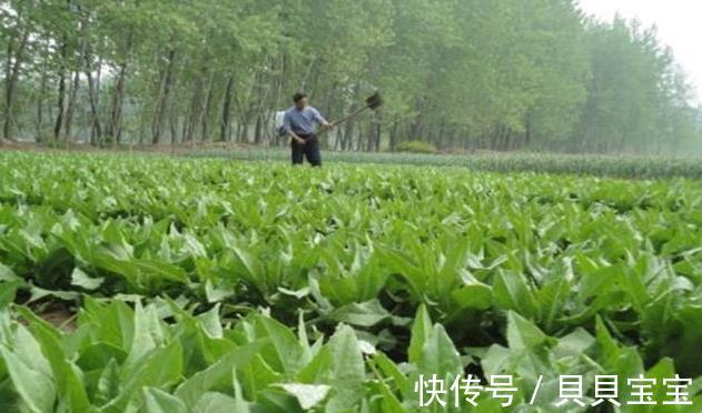 外形长得像莴笋，新鲜的很少有人吃过，晒干后1斤卖40！