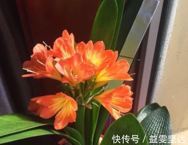 小窍门|家庭盆栽君子兰，掌握“浇水”小窍门，不干根不烂根，越长越旺