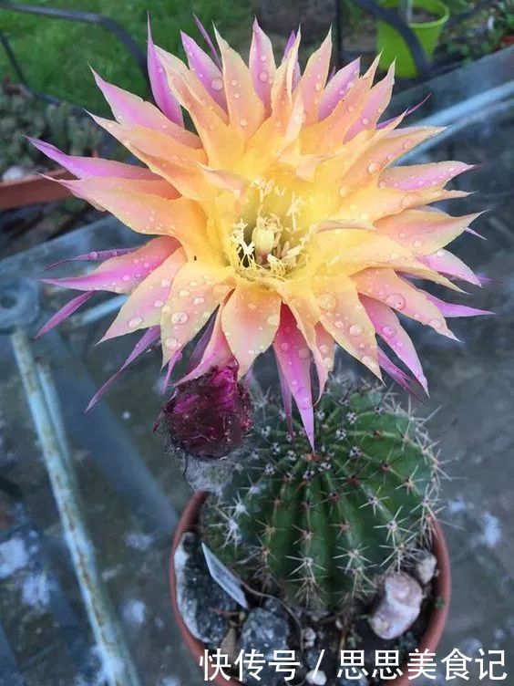 第一次见这么美的仙人掌花！大开眼界！
