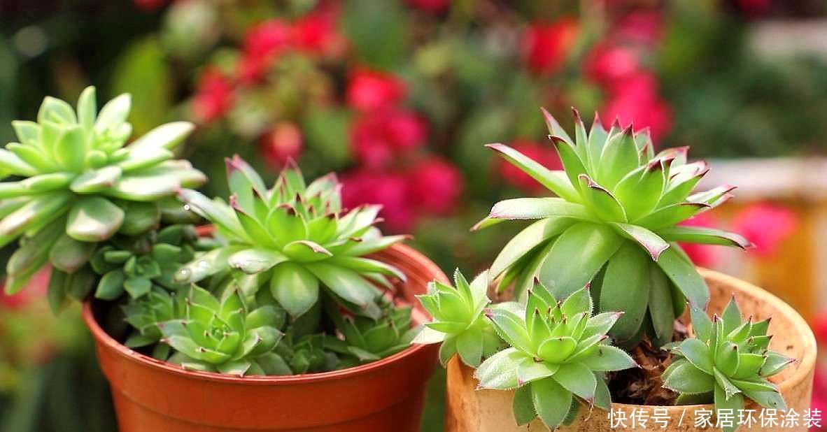 新手养多肉要注意,这2个坑要小心,不然养不好多肉