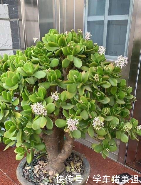 这12种花，花盆不宜贪“大”，用小盆种反而长势喜人！