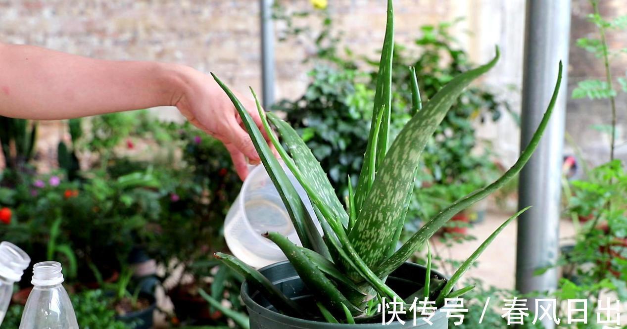 芦荟有什么用途?养护存在哪些方法技巧?