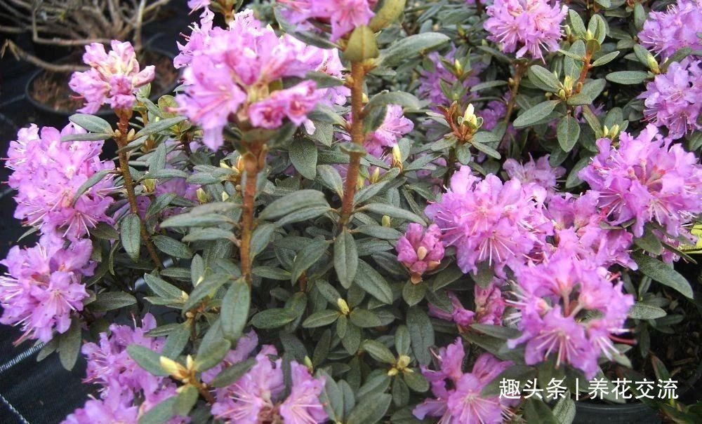 耐寒|13种耐寒的盆栽花卉，零下20多度可存活，大部分南方也能种