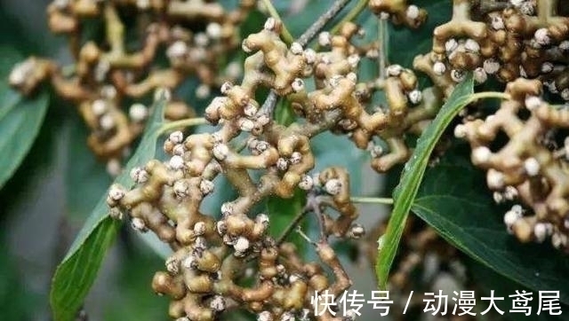 拐枣|李时珍都称它为“千杯不倒”, 喝酒前吃点它, 酒精都会“后退”