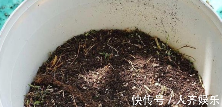 营养土不用买 在家就能做 凋零的植物 能使土壤变得肥沃 粉紫色 营养土不用买 在家就能做 凋零的植物 能使土壤变得肥沃 粉紫色