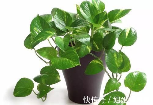 浇水|17种适合生长在弱光处的室内植物,可以摆放在家里的任何角落