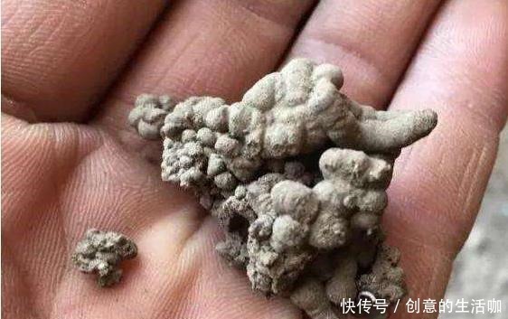 这4样东西丢掉就是浪费，撒在花盆里，花草猛窜芽，花朵爆满盆！