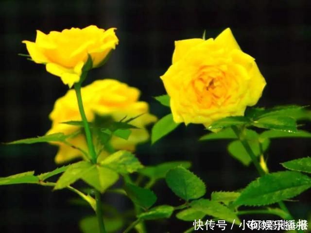 公认难养的20种花,养一盆死一盆,下次还敢买