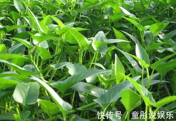 小知识|空心菜为何一炒就黑，原来“第一步”就搞错了，难怪家人不喜欢吃
