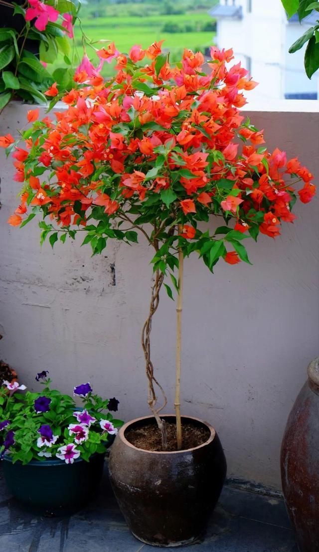 腌咸菜的坛子钻个孔,养花变成巨无霸,特美