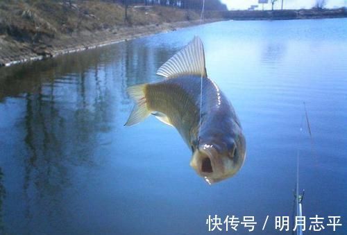 冬季野外钓鲫鱼，这3大原则值得遵循，让鲫鱼们争相上钩