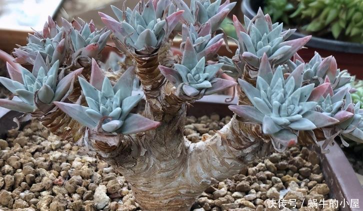 光照|养多肉安全度夏该注意的地方