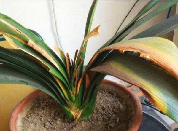 君子兰难度夏养护注意“1多3少”，顺利过夏天，长得叶绿花艳