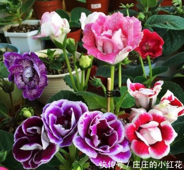 4种花是花界的“傲娇女王”,花朵美轮美奂,你一定会喜欢!