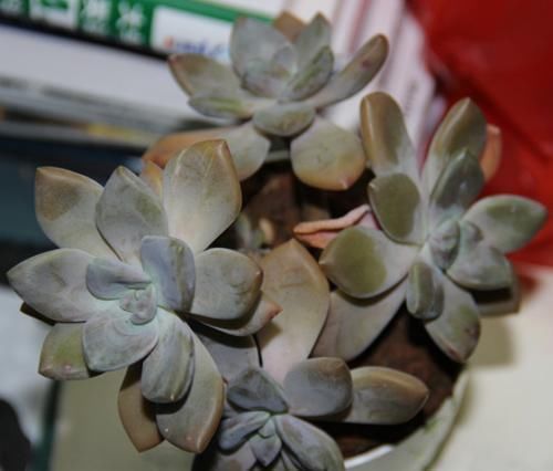 胖娃|多肉干瘪好像小老头?原因有三种,学会了顺利过冬,长成小胖娃!