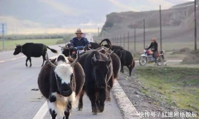 后果|如果在川藏线自驾撞死牦牛或香猪会怎样？让我来告诉你后果！