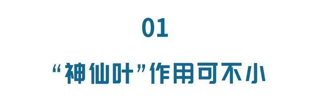 降压|它被誉为“神仙叶”，每天一把泡水喝，三高慢慢降下来，益寿延年