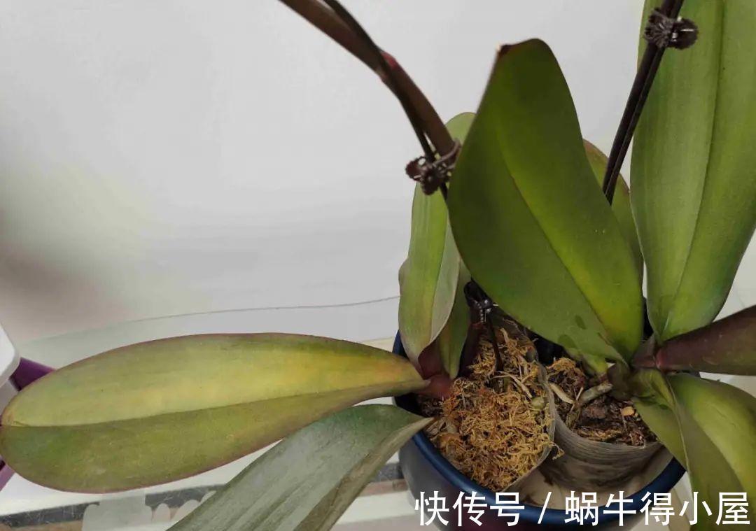 金枝玉叶|30℃以上，10种花就先别养了，买一盆死一盆，别怪我没提醒你