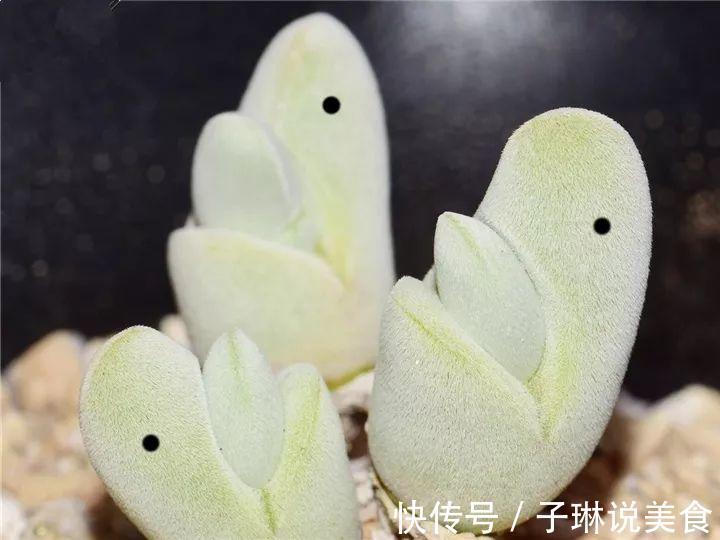 今年最火的奇葩多肉,价格这么贵,还有人抢着买!