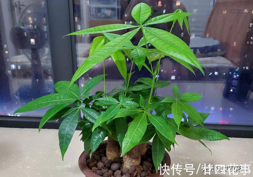 烂根|7种花“怕水”,浇水多死得快,管不住手的话,再有钱也别养