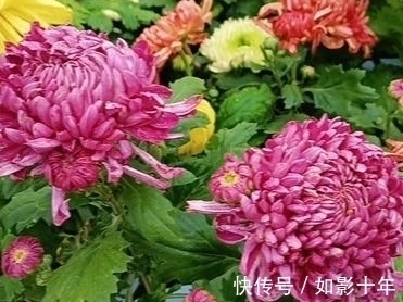 七言绝句$一首名气不大,诗人却如雷贯耳的七言绝句《残菊》