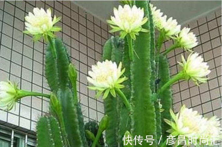 龙骨花龙骨花|3种花养家里，人养花、花也养人，吉祥富贵，红红火火好运来