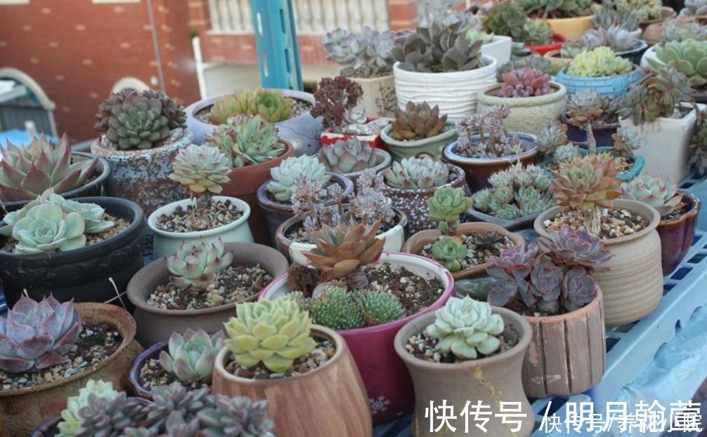 夏天多肉烂根？主要由三大原因造成，及时调整养护方法