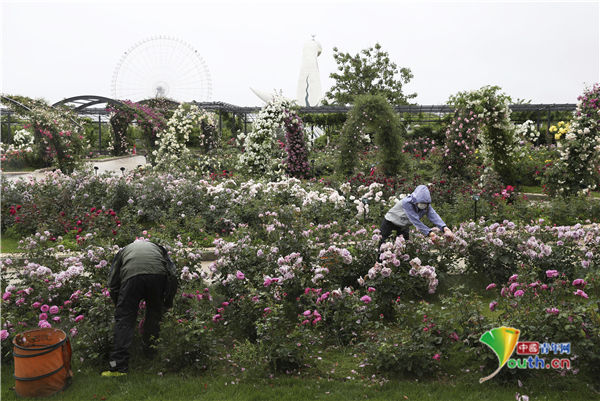 日本公园鲜花五颜六色玫瑰花盛开美如画 全网搜