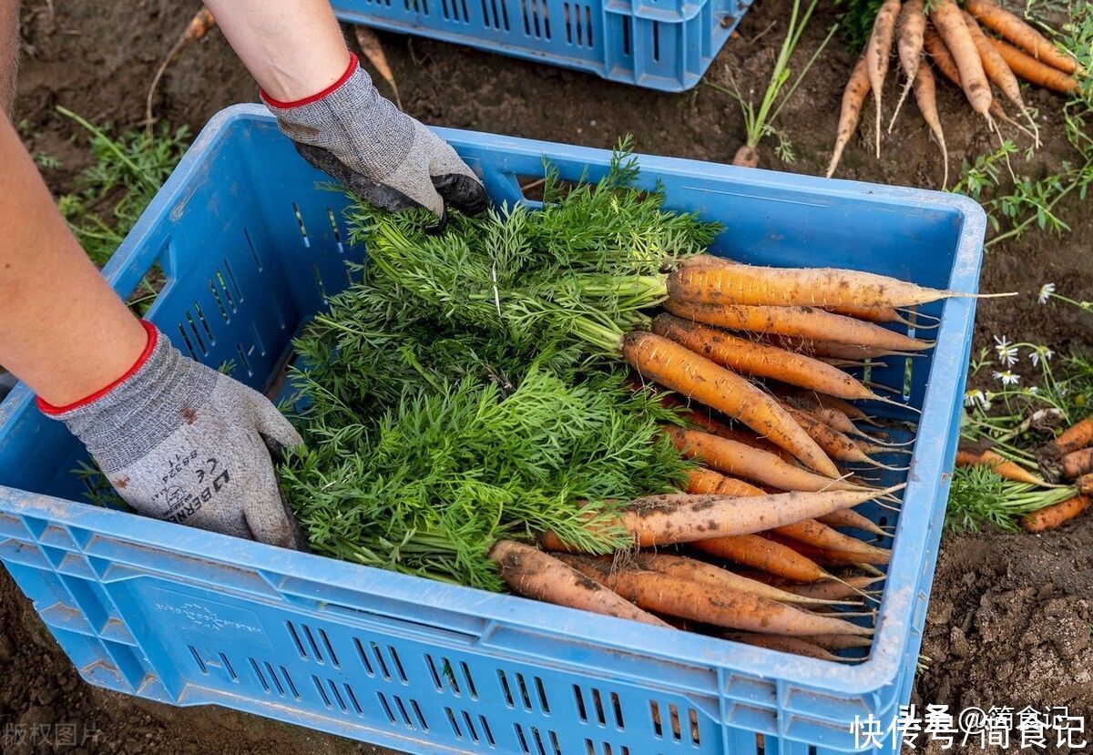 胡萝卜|胡萝卜，带泥和干净的选哪种？菜农：很多人买这种，我家从来不吃