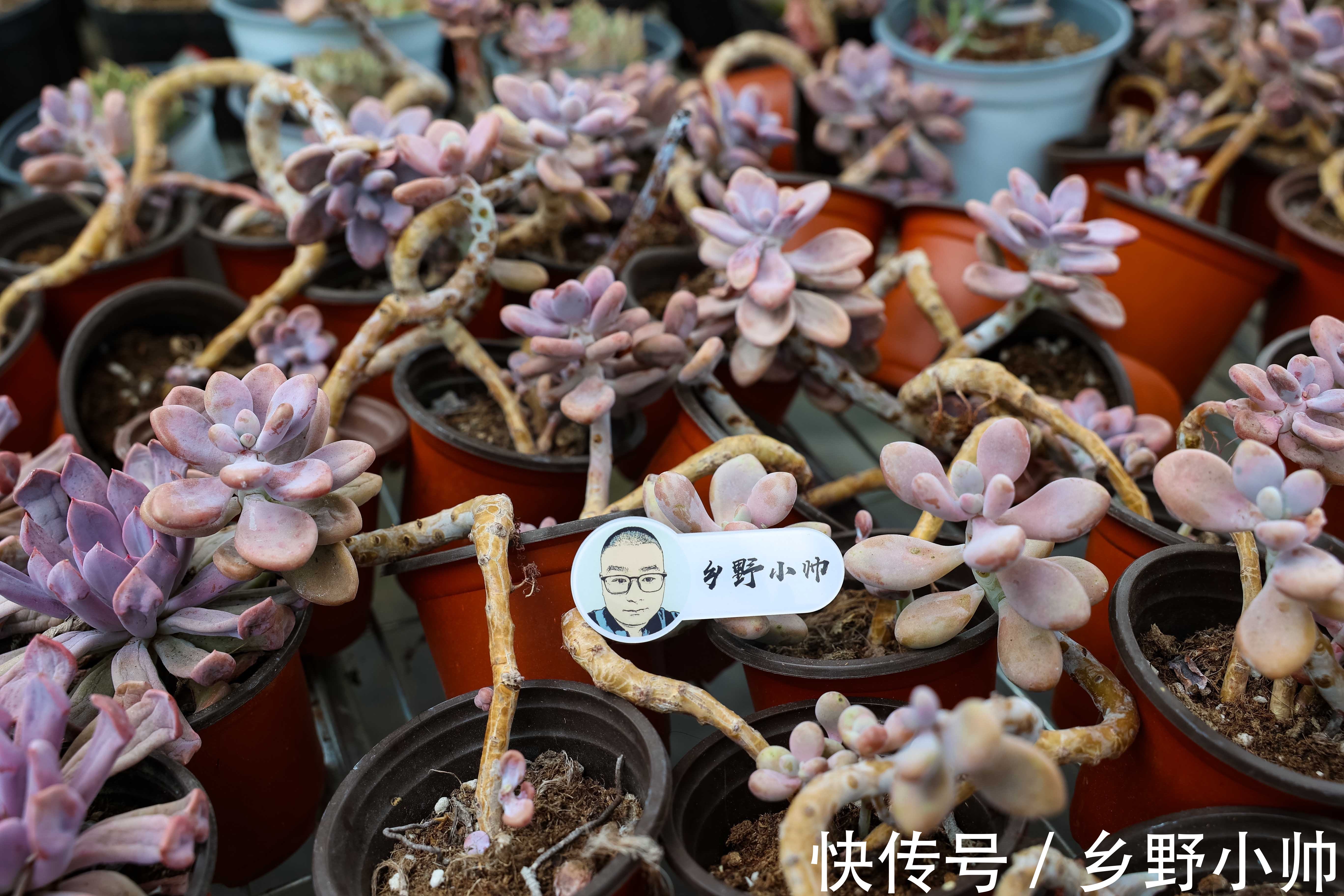 花盆|不管你是萌新还是大神，这两款漂亮的老桩多肉。都值得入手