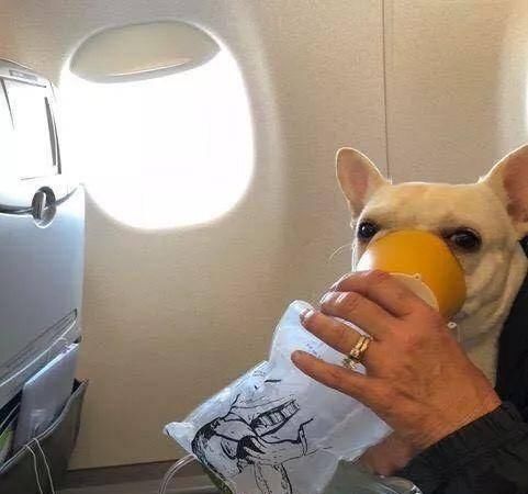 狗狗呼吸困难舌头发紫